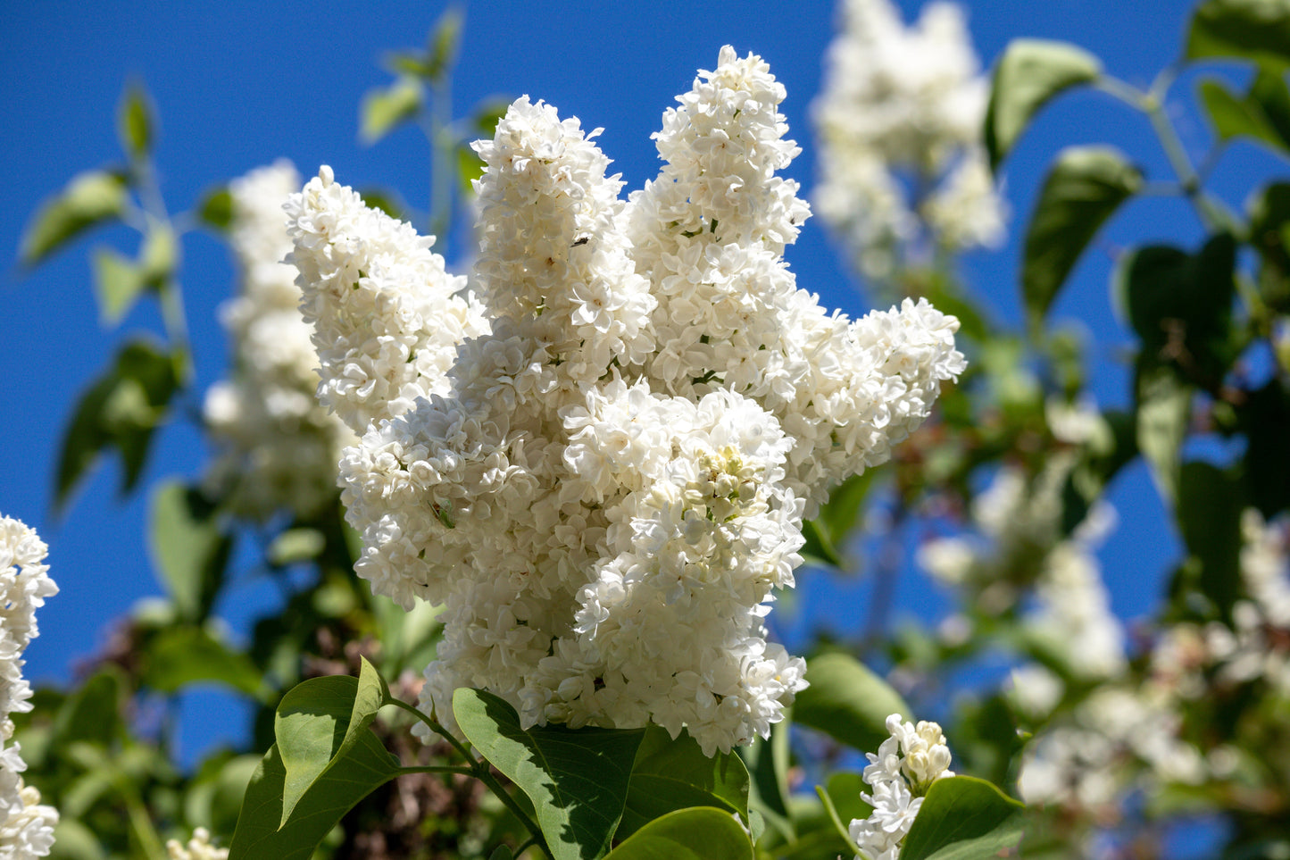20 White Tree Lilac (Syringa Pekinensis) Seeds
