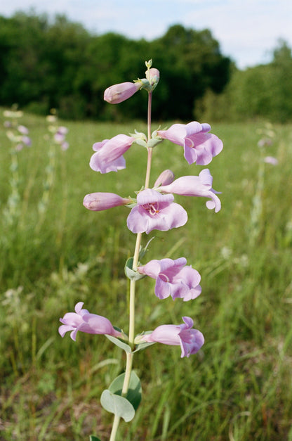Large Flowered Beardtongue (Penstemon grandiflorus) Seeds – 250 ct