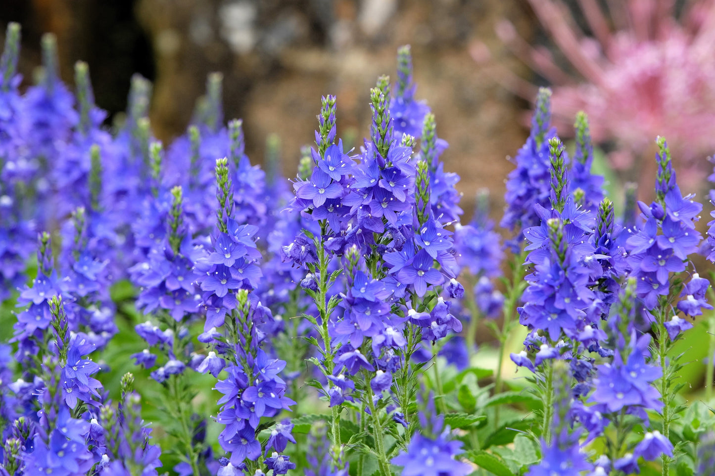 75 Royal Blue Speedwell (Veronica Austriaca Teucrium) Seeds