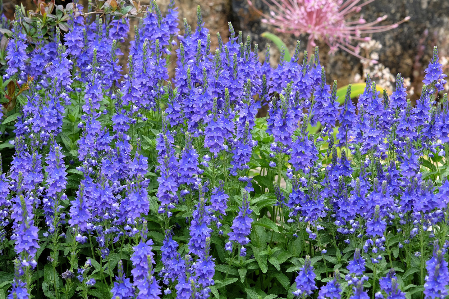 75 Royal Blue Speedwell (Veronica Austriaca Teucrium) Seeds