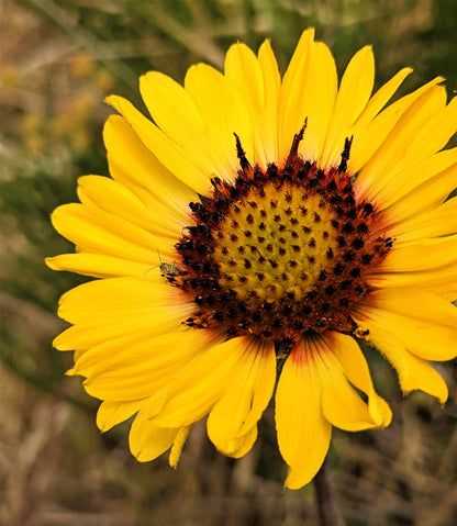 100 Yellow Gaillardia (Blanket Flower / Indian Blanket, Gaillardia Aristata) Seeds