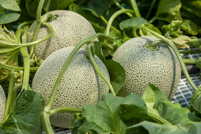 200 Iroquois Cantaloupe Melon (Cucumis Melo) Seeds