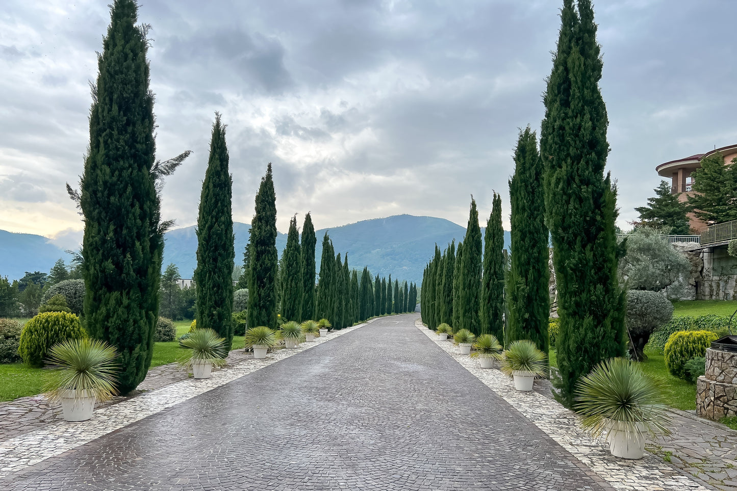 20 Mediterranean Cypress (Cupressus Sempervirens Stricta) Seeds