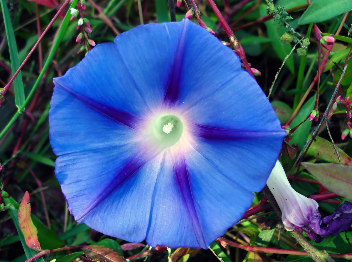 Blue Star Morning Glory (Ipomoea tricolor) Seeds – 75 ct