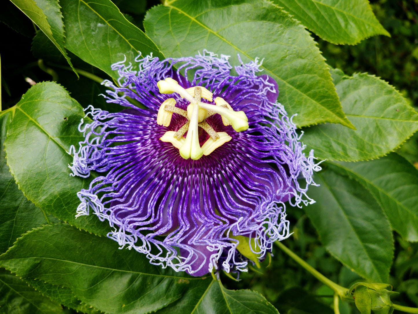 10 Purple Passion Flower (Granadilla Passiflora Incarnata) Seeds