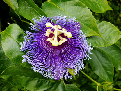 10 Purple Passion Flower (Granadilla Passiflora Incarnata) Seeds