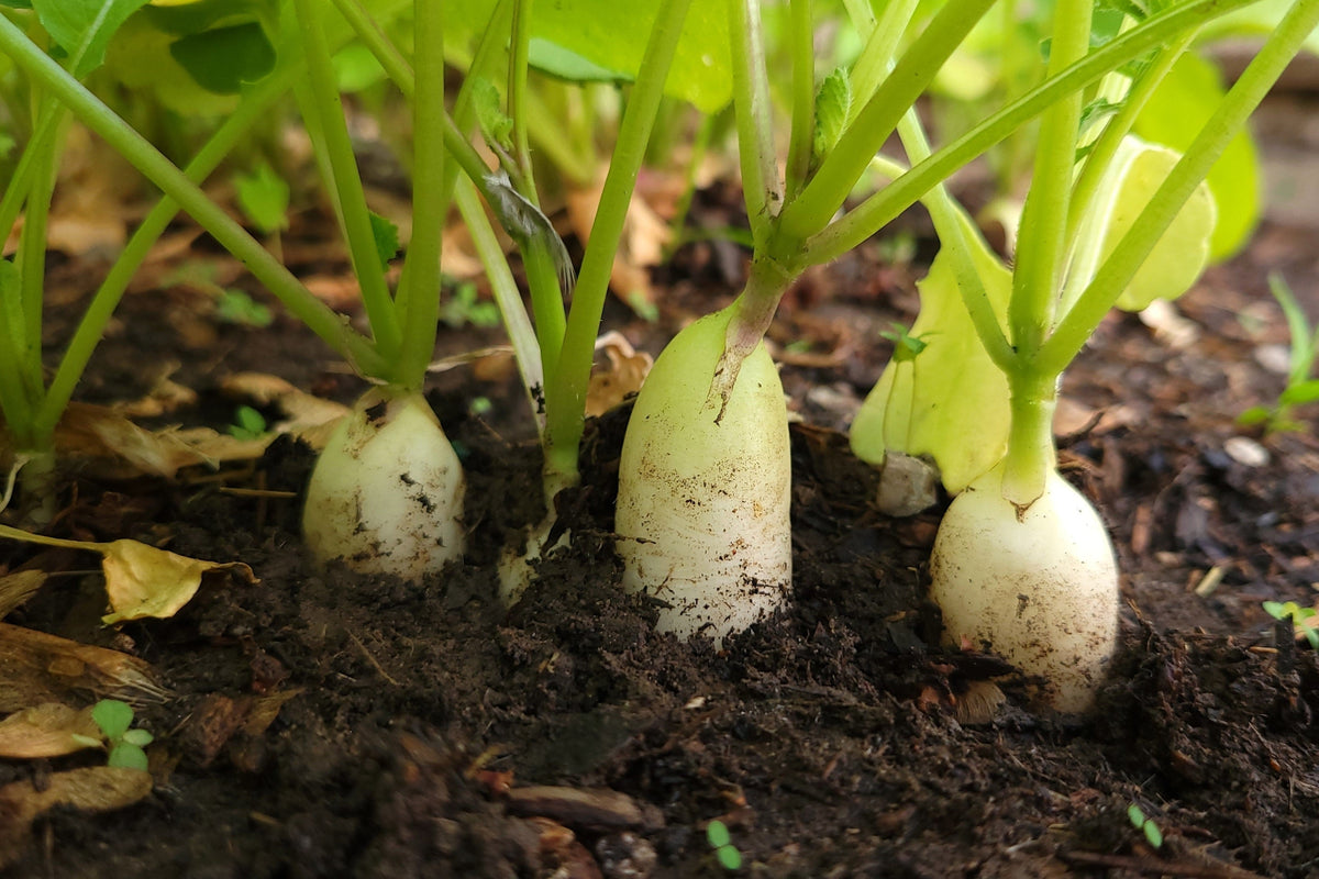 White Icicle Radish (Raphanus sativus) Seeds – 1,250 ct
