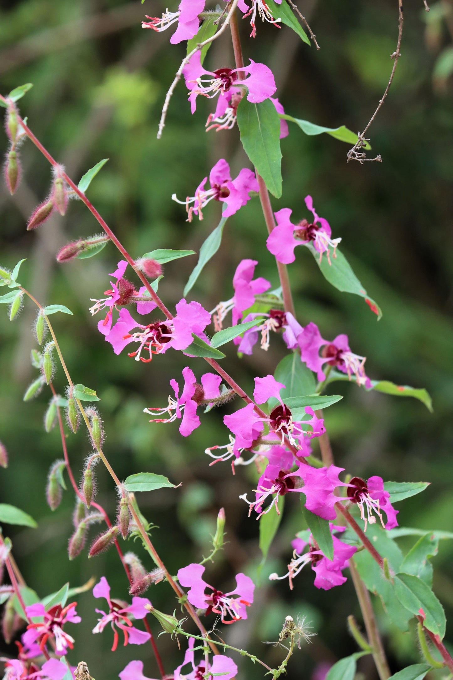 500 Elegant Clarkia (Clarkia Elegans) Seeds