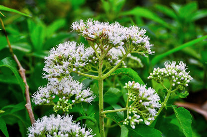 200 Tall White Boneset (Eupatorium Perfoliatum) Seeds