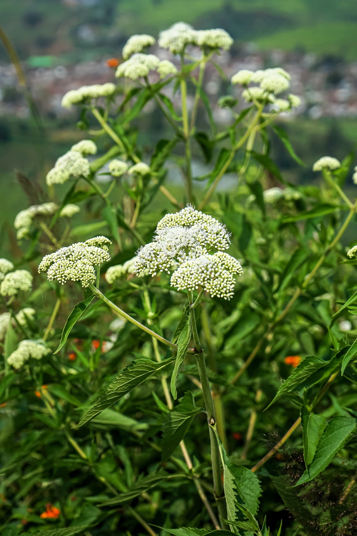 200 Tall White Boneset (Eupatorium Perfoliatum) Seeds