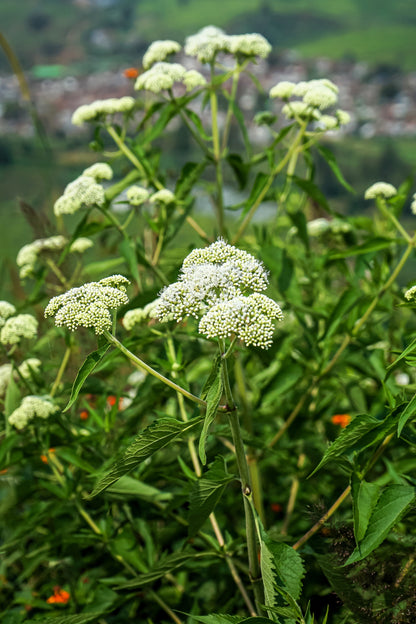 200 Tall White Boneset (Eupatorium Perfoliatum) Seeds