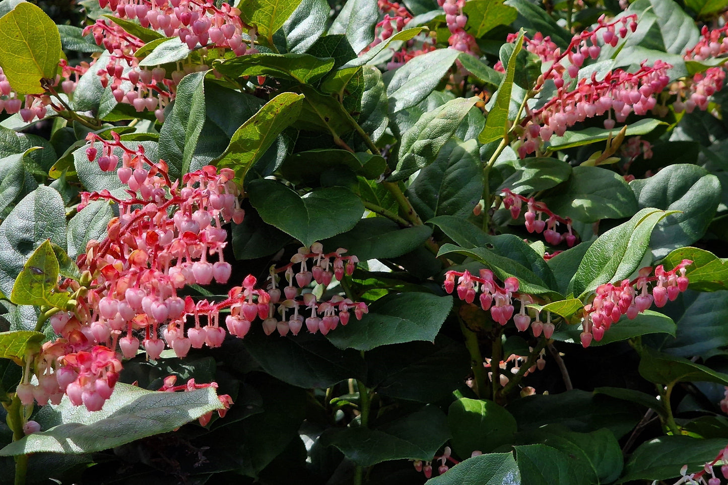 40 Salal Berry (Gaultheria Shallon) Seeds