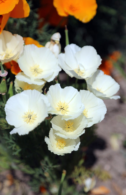 1000 White California Poppy (Eschscholzia Californica) Seeds