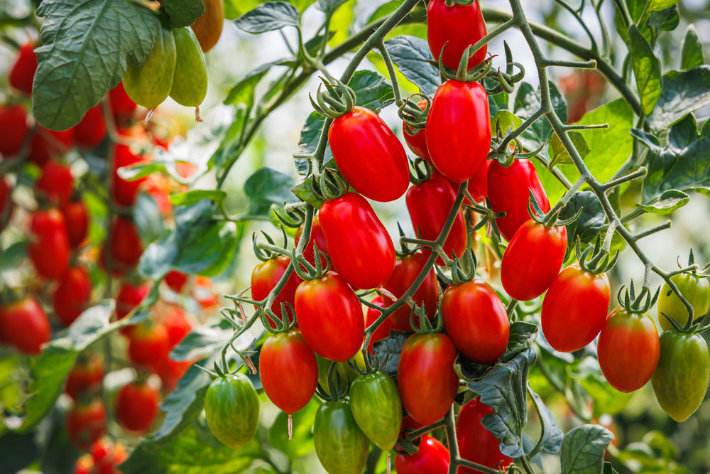 500 Roma Tomato (Lycopersicon Lycopersicum) Seeds