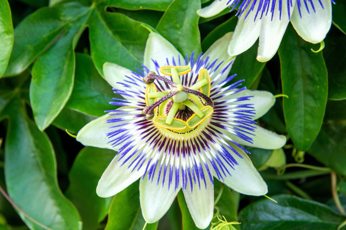 10 Passionflower / Passion fruit (Passiflora Caerulea) Seeds