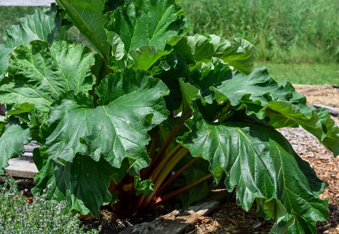 25 Glaskins Perpetual Rhubarb /Pieplant (Rheum Rhabarbarum) Seeds