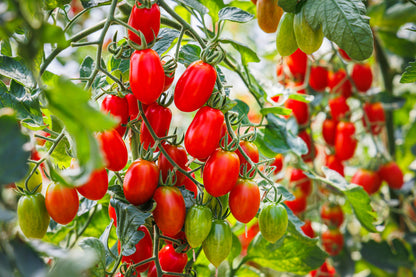 50 Amish Paste Tomato (Lycopersicon) Seeds
