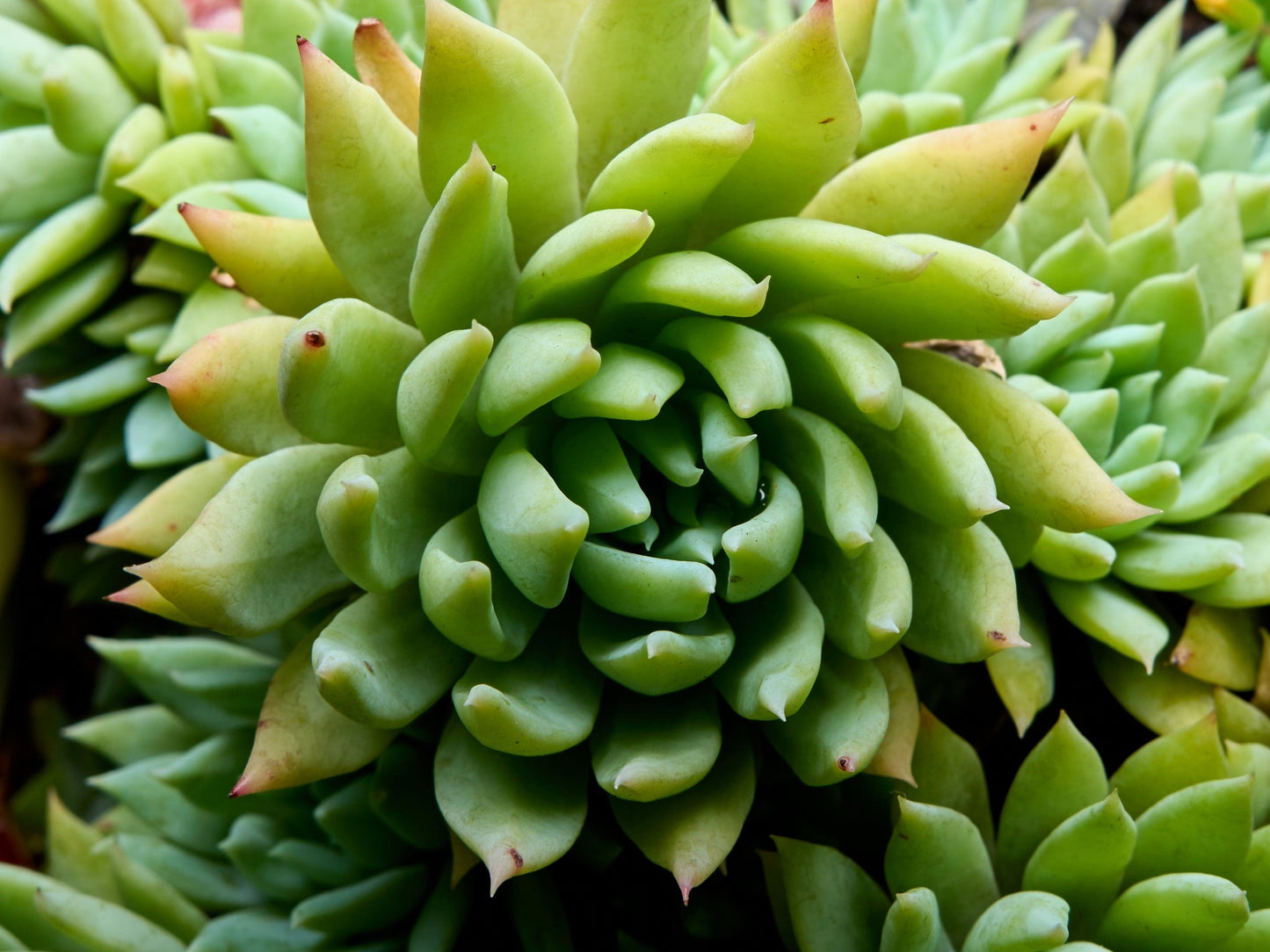 50 Rock Pine (Orostachys Japonica) Seeds