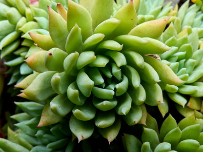 50 Rock Pine (Orostachys Japonica) Seeds