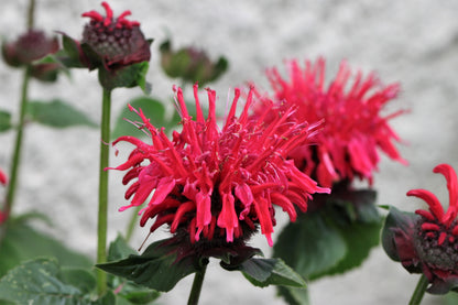 10 Panorama Red Bee Balm (Monarda Didyma) Seeds