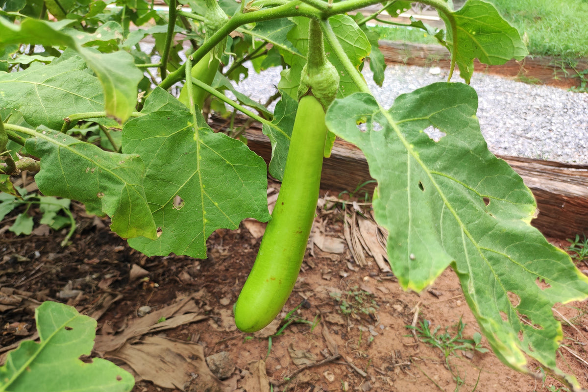 25 Louisiana LONG GREEN EGGPLANT Solanum Melongena Fruit Vegetable Seeds