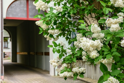 20 White Tree Lilac (Syringa Pekinensis) Seeds