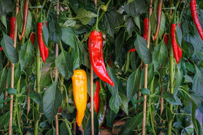 25 JIMMY NARDELLO PEPPER Sweet Red Italian Capsicum Annuum Vegetable Seeds