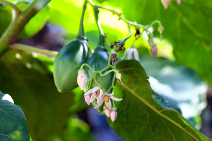 10 Tamarillo (Cyphomandra Betacea Solanum) Seeds