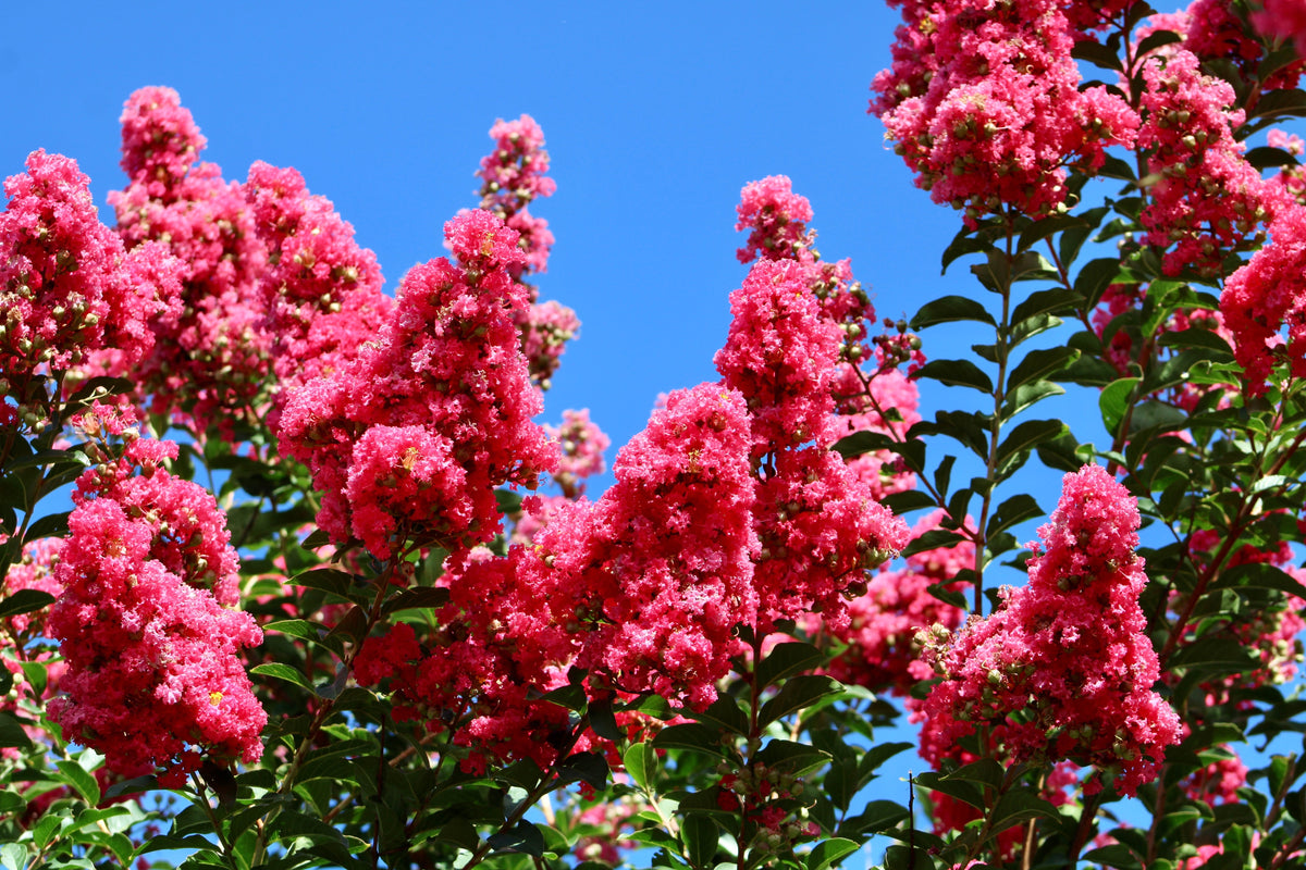 Dark Pink Crepe Myrtle (Lagerstroemia indica) Seeds – 35 ct