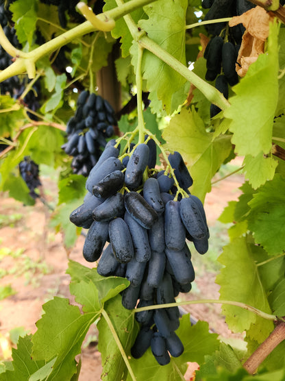Black Finger Grape (Vitis vinifera) Seeds – 5 ct