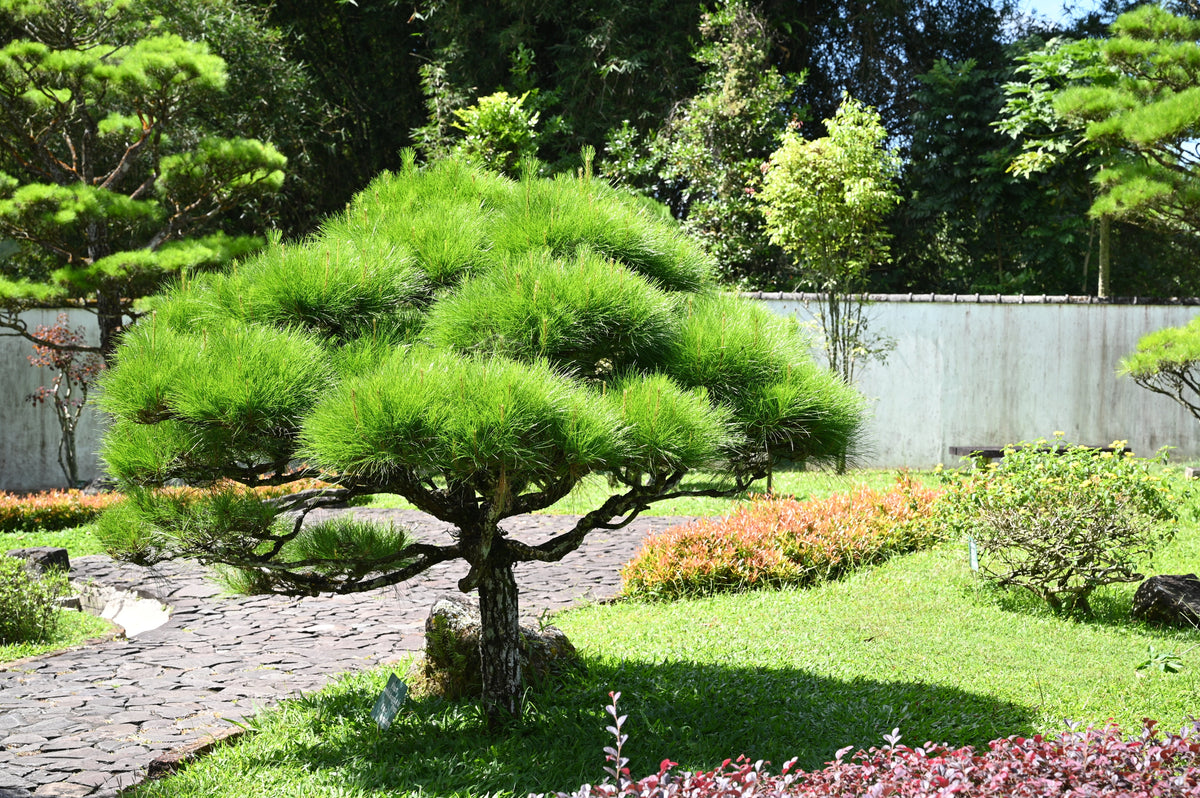 10 RED Japanese PINE TREE Korean Pinus Densiflora Evergreen Seeds