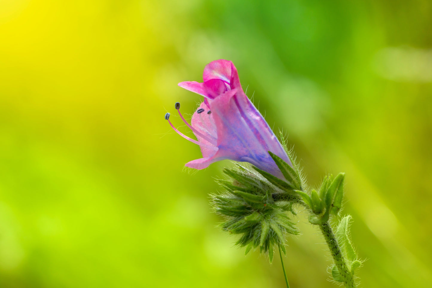 25 Rose Viper's Bugloss (Echium Plantagineum) Seeds