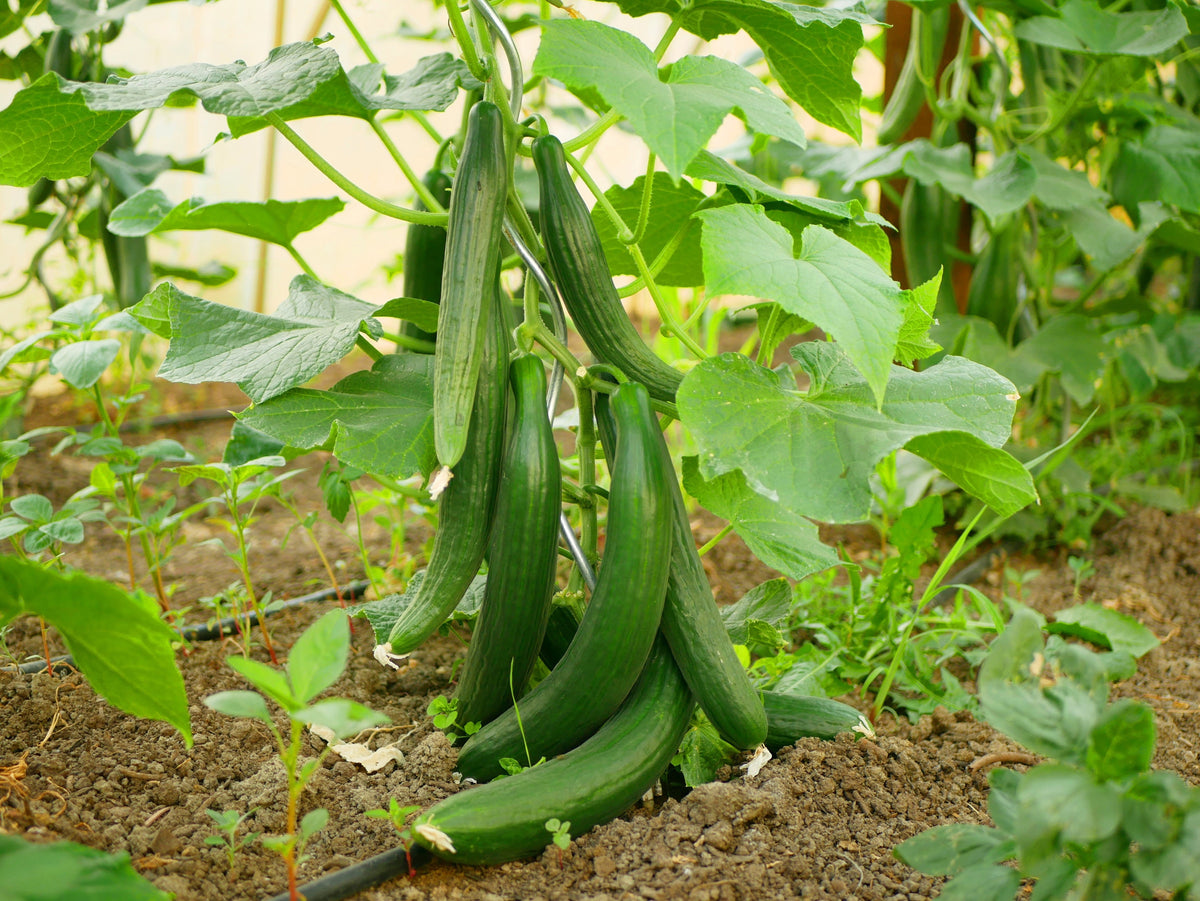 30 English Cucumber (Cucumis Sativus) Seeds