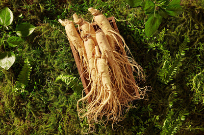 American Ginseng (Panax quinquefolius) Seeds – 25 ct