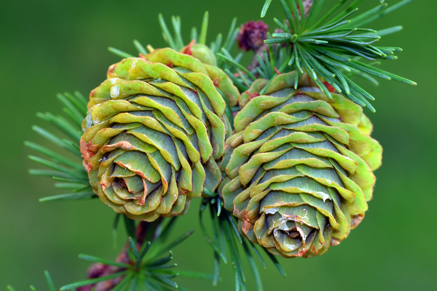 25 Japanese Larch Tree (Larix Kaempferi) Seeds