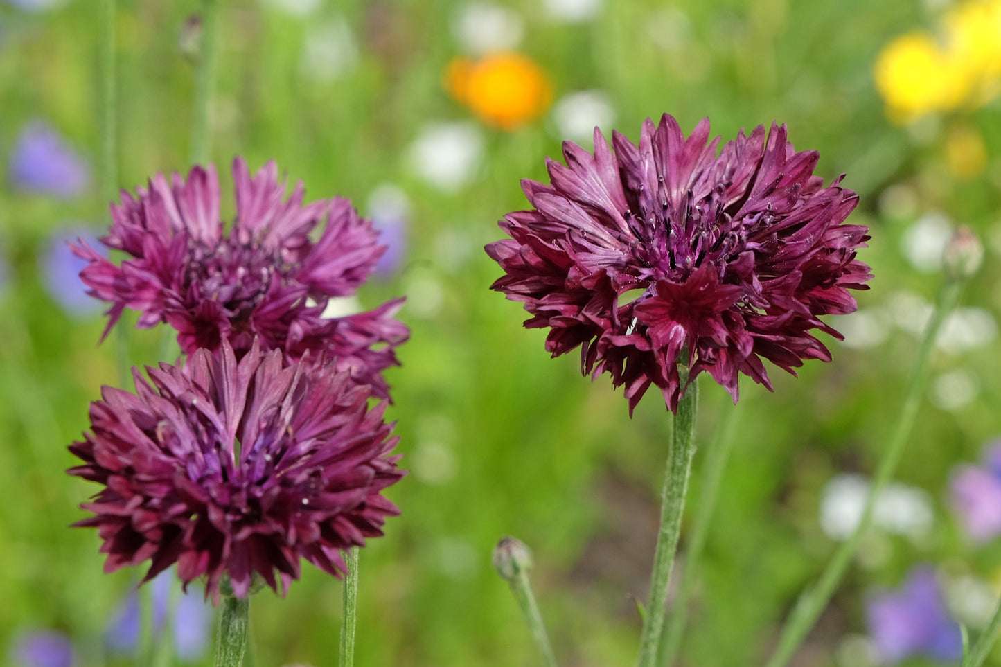 25 Bachelor's Button (Centaurea Cyanus) Seeds