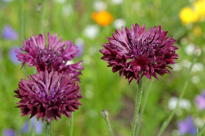 25 Bachelor's Button (Centaurea Cyanus) Seeds