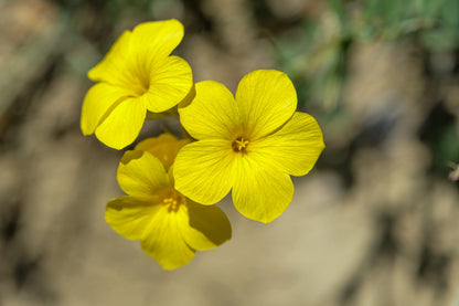 500  Golden Flax/Linseed (Linum Flavum) Seeds