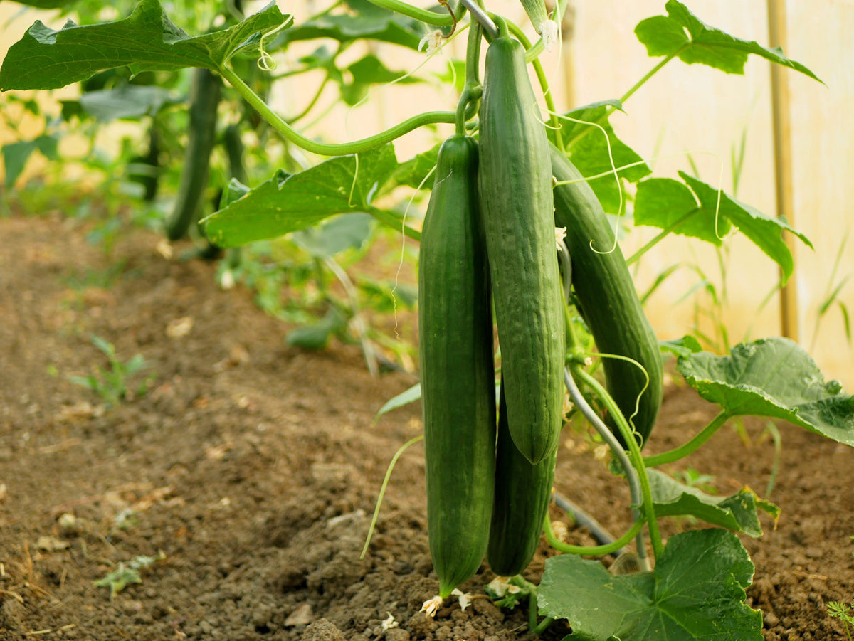 30 English Cucumber (Cucumis Sativus) Seeds