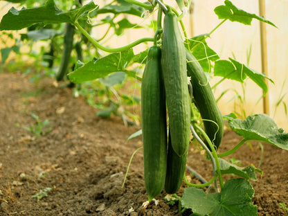30 English Cucumber (Cucumis Sativus) Seeds