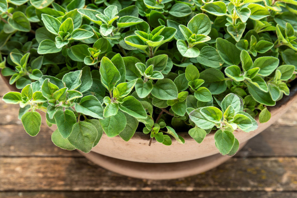 500 Greek Oregano (Origanum Vulgare Hirtum) Seeds
