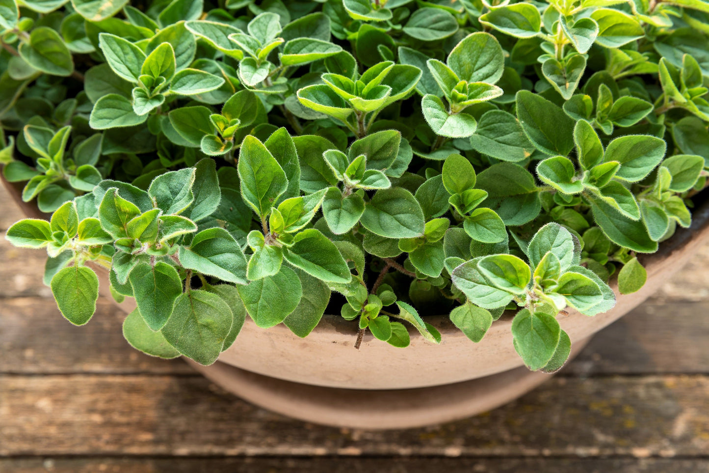 500 Greek Oregano (Origanum Vulgare Hirtum) Seeds