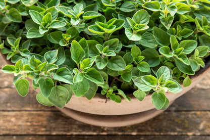 500 Greek Oregano (Origanum Vulgare Hirtum) Seeds