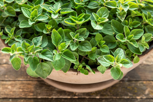 500 Greek Oregano (Origanum Vulgare Hirtum) Seeds