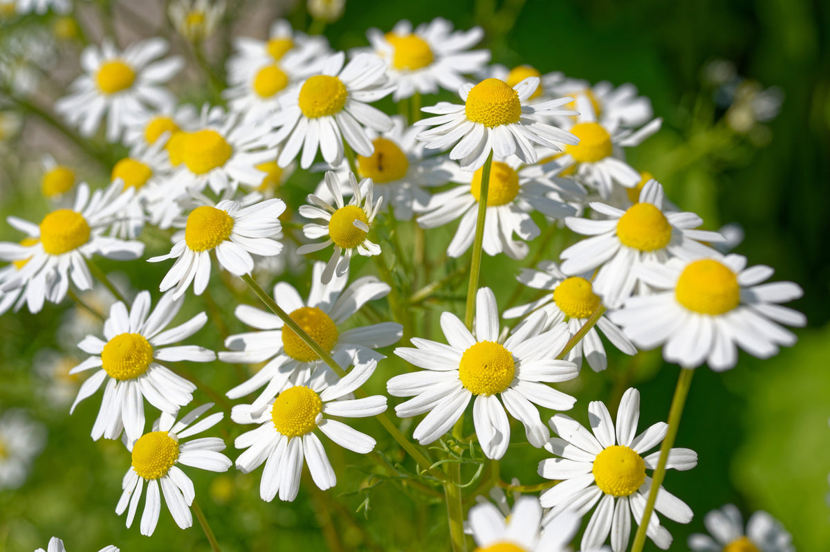 1000 GERMAN CHAMOMILE Matricaria Recutita Chamomilla Herb Flower Seeds