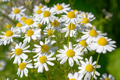 1000 GERMAN CHAMOMILE Matricaria Recutita Chamomilla Herb Flower Seeds