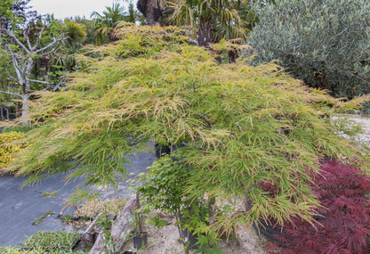 10 Green Laceleaf Maple (Acer Palmatum Dissectum Viridis) Seeds
