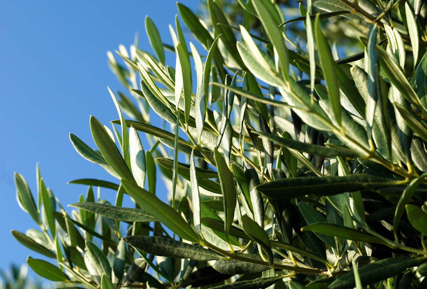 10 Canino Olive Tree (Olea Europaea Canino) Seed
