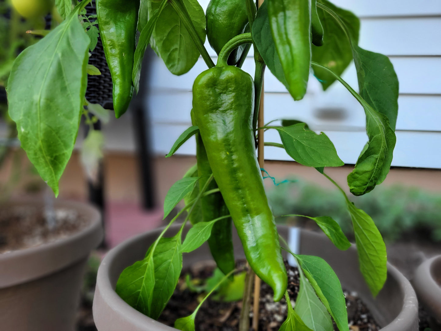 60 Red Marconi Pepper (Capsicum Annuum) Seeds