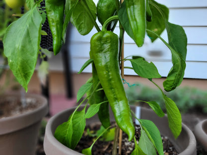 60 Red Marconi Pepper (Capsicum Annuum) Seeds